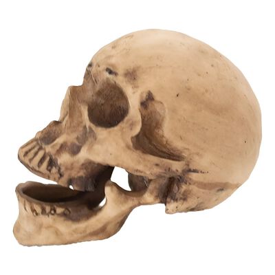 Craneo De Resina Humano Con Mand&iacute;bula Articulada