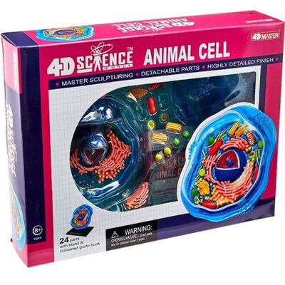 Modelo de la anatom&iacute;a de una c&eacute;lula animal did&aacute;ctico
