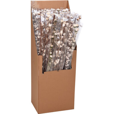 Rama de Flores Planta Seca KOOPMAN